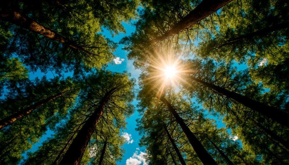 Copas de árvores e sol brilhando, representando a sustentabilidade e cuidado com o meio ambiente da Nei Móveis